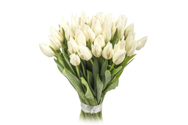 Белые тюльпаны в Голландии