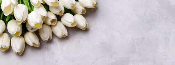 Цветы тюльпаны на белом фоне