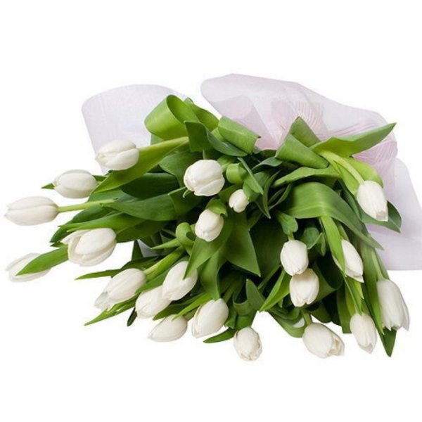 Букет белых тюльпанов на белом фоне