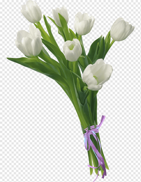 Букет белых тюльпанов на белом фоне