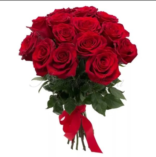 Роза бордовая