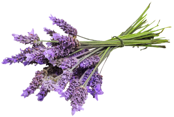 Лаванда на белом фоне