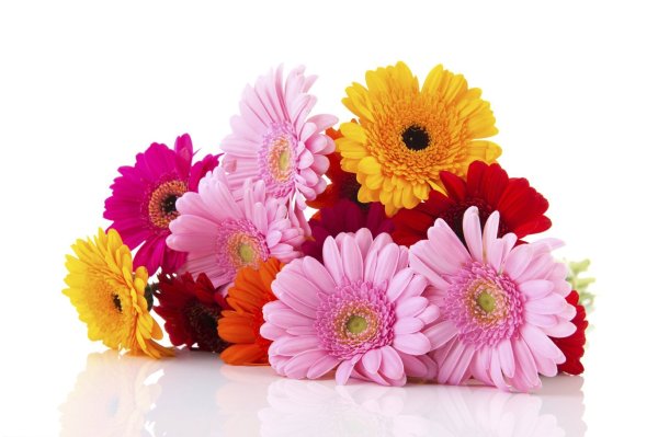 Фон с герберами