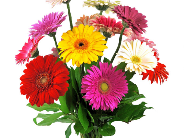 Букет гербер на белом фоне