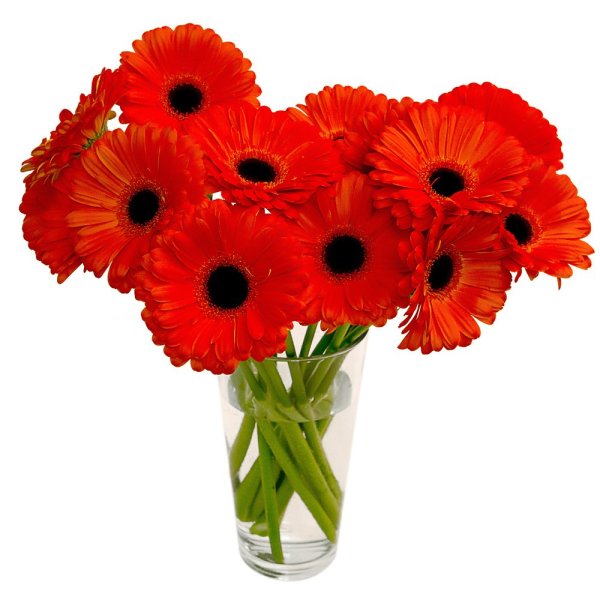 Гербера мини Изабель