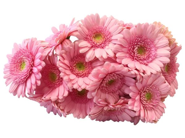 Гербера мини Майндсет