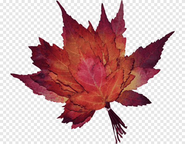 Букет осенних листьев на прозрачном фоне