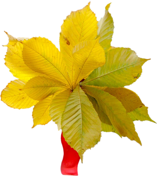 Желтые листья