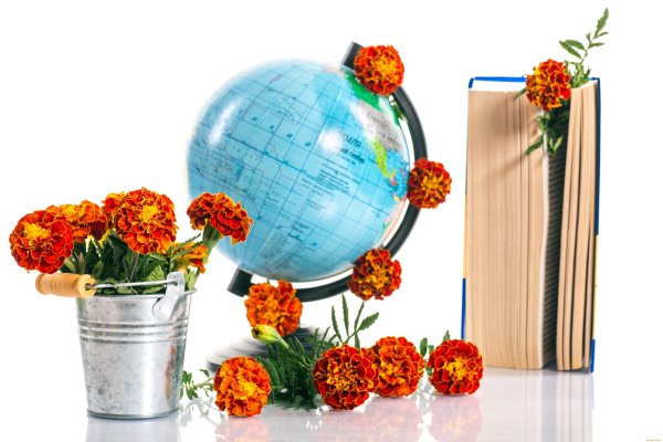 Школьный букет на белом фоне