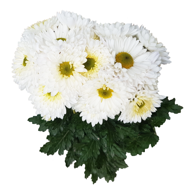 Белые хризантемы для фотошопа