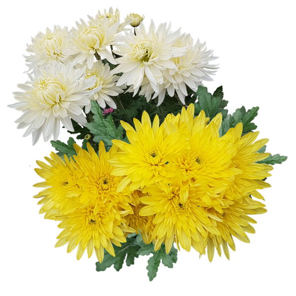 Желтые хризантемы на прозрачном фоне