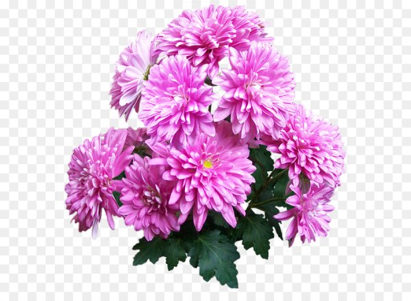 Sauve хризантемы