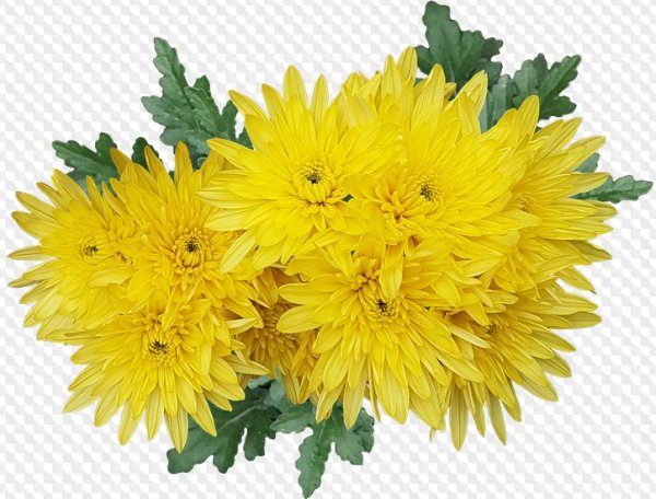 Букет из желтых хризантем на прозрачном фоне