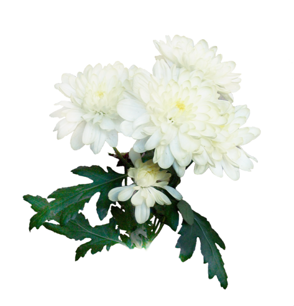 Хризантема на белом фоне