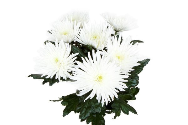 7 Одноголовых белых хризантем