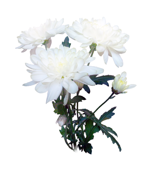 Хризантема сбоку