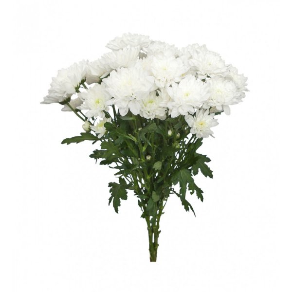 Хризантема кустовая бе