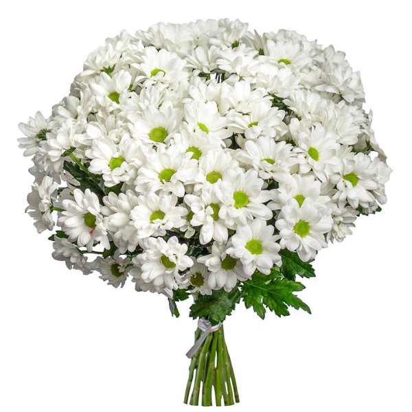 Хризантема Рибонет