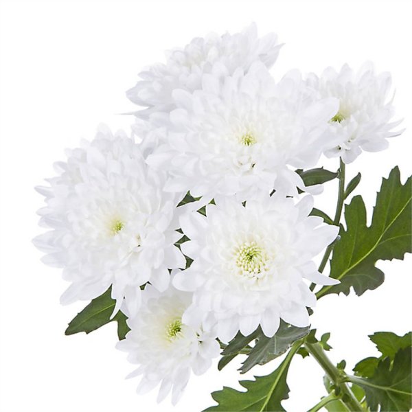 Хризантема кустовая Fortuna