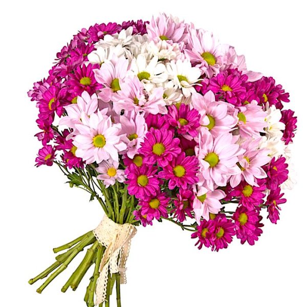 Хризантема кустовая (9шт)