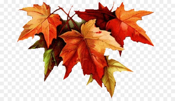 Кленовый лист на прозрачном фоне для фотошопа