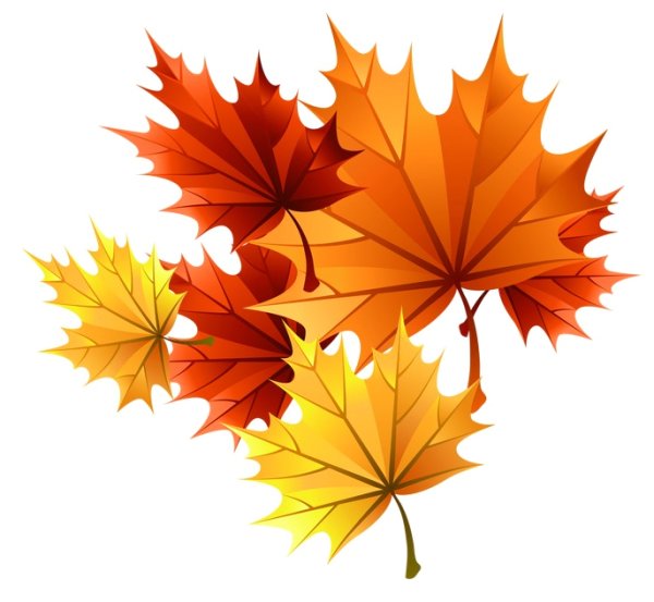 Листья на прозрачном фоне