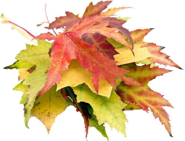 Осенние листья на прозрачном фоне