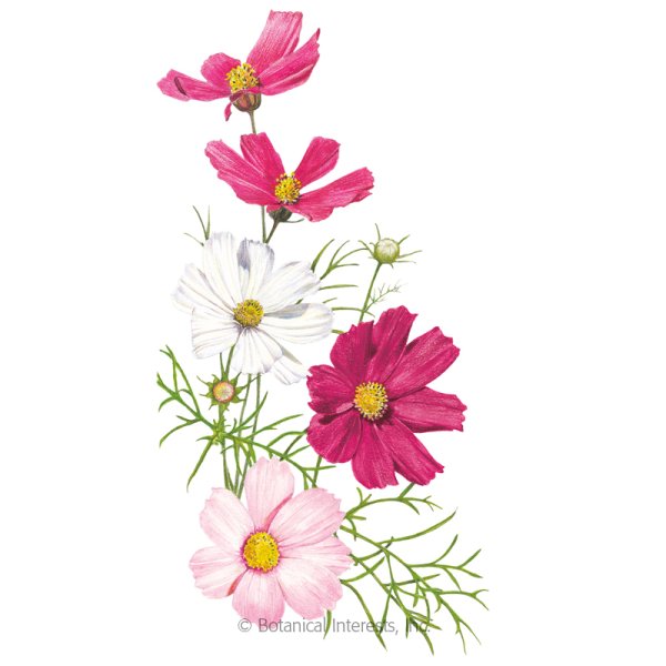 Космея цветок для детей