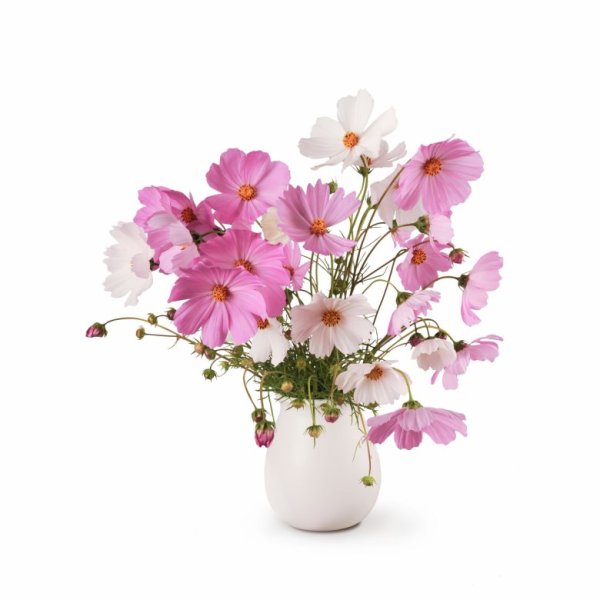 Цветок космея белый