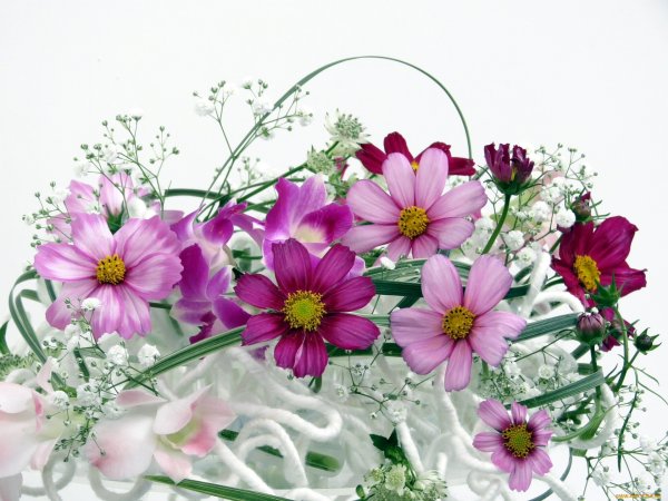 Цветы космеи