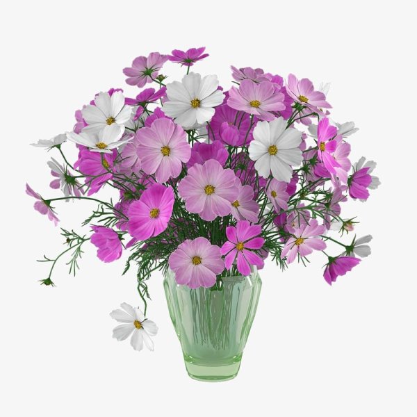 Цветок космеи на белом фоне