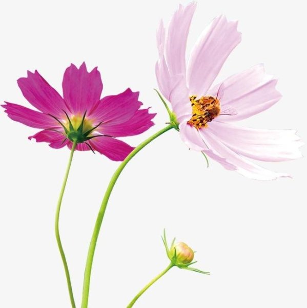 Цветы космеи на прозрачном