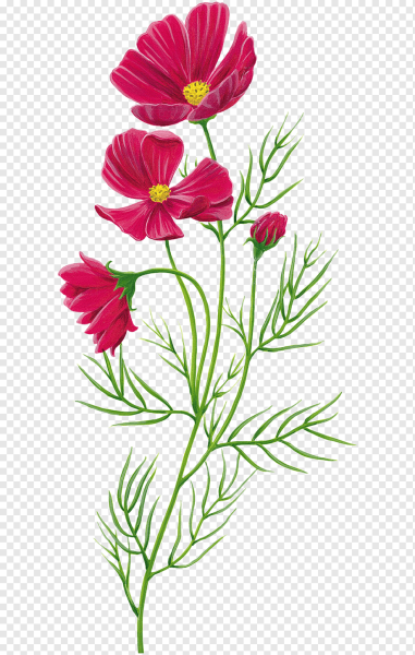 Полевые цветы на прозрачном фоне
