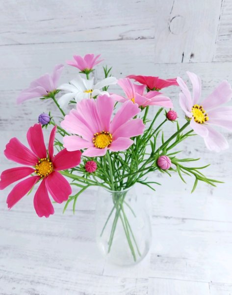 Космея очаровашка