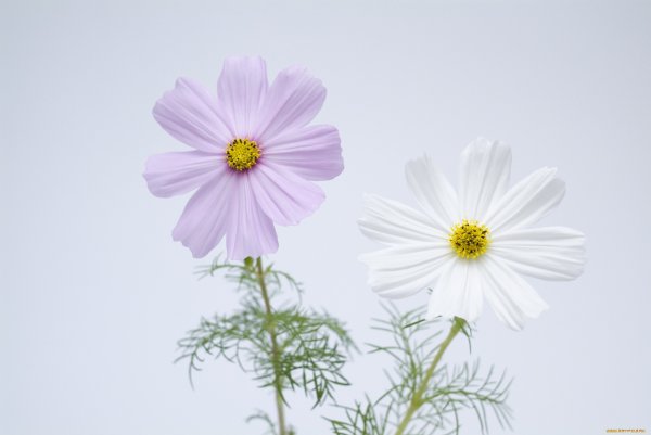 Космея белая лепесток