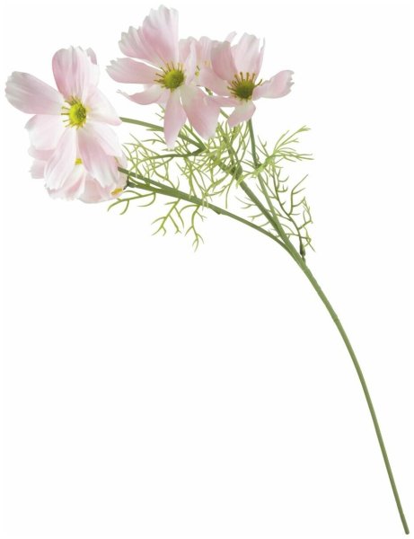 Космея цветок на белом фоне