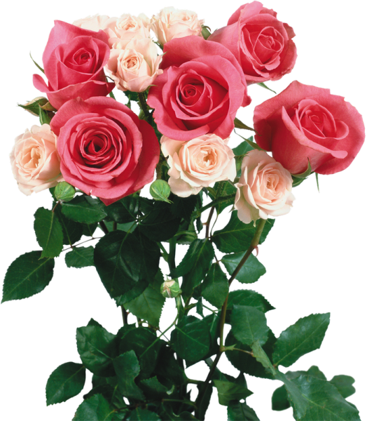 Розы на прозрачном фоне