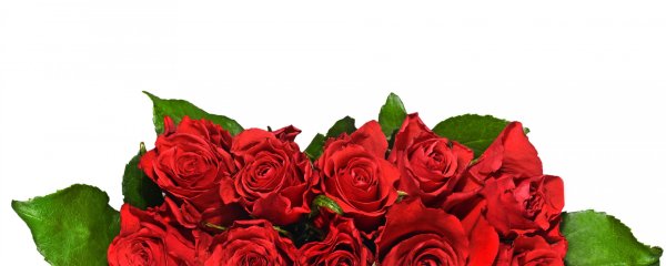 Красные розы на прозрачном фоне