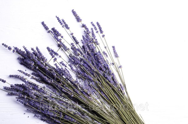 Пучок лаванды на белом фоне