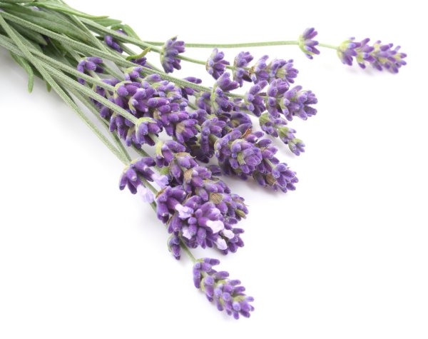 Лавандовая веточка