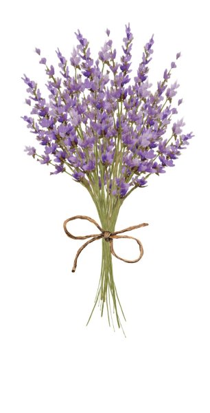 Лаванда на белом фоне