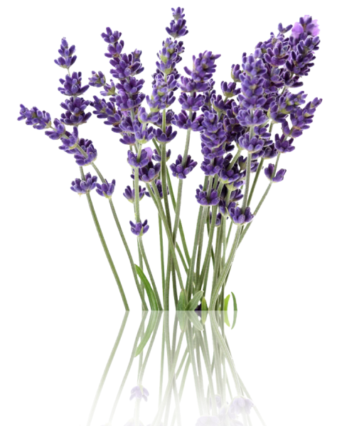 Лаванда куст