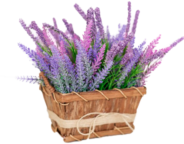 Лаванда в корзине на прозрачном фоне