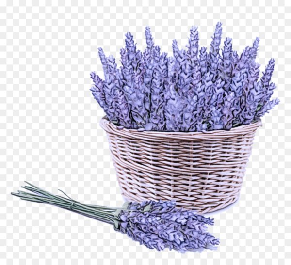 Дети в лаванде