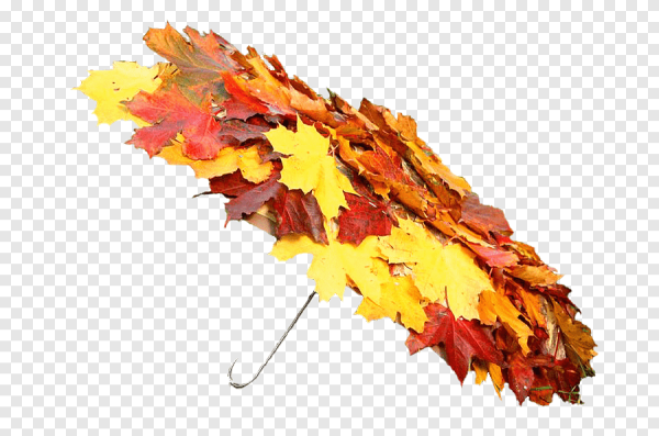 Букет из осенних листьев на прозрачном фоне