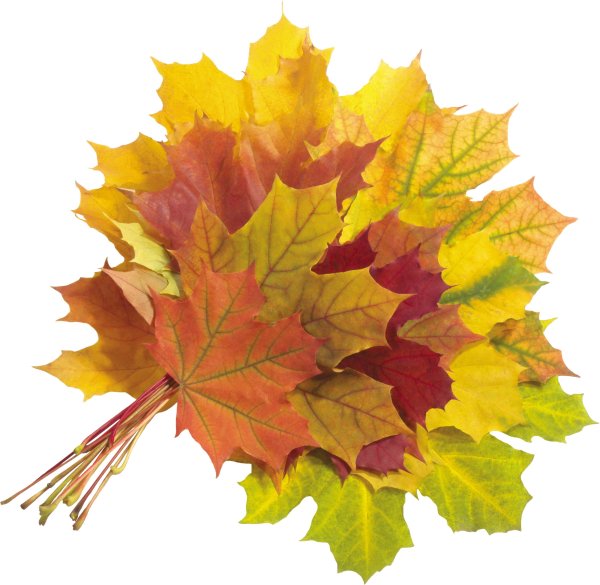 Букет осенних листьев