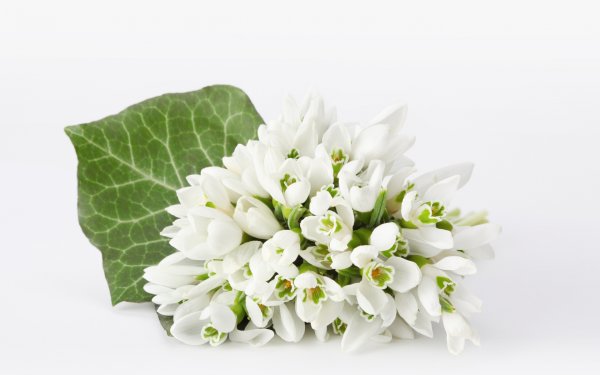 Букеты белых подснежников