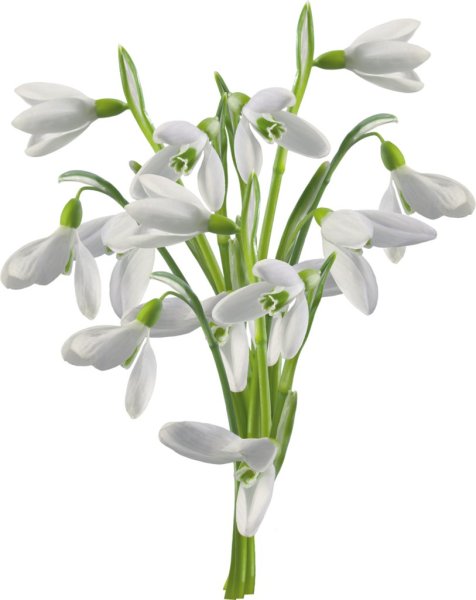 Весенний букет подснежников