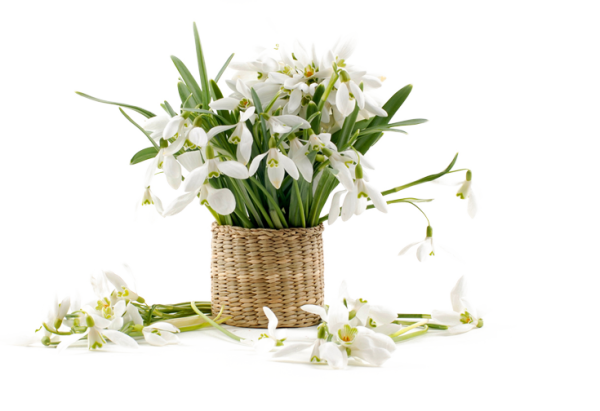 Корзина подснежников на белом фоне