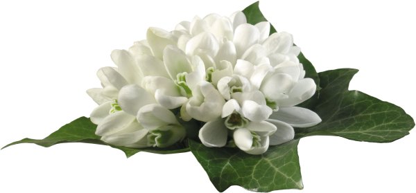 Цветок подснежника на прозрачном фоне